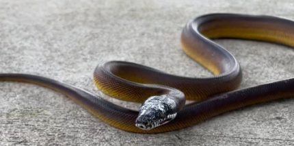 White Lipped Pythons for sale