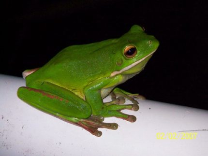White Lip Tree Frogs for sale