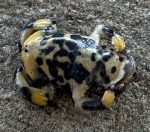 Yunnan Firebelly Toads for sale