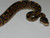 Yellow Belly Ball Pythons for sale