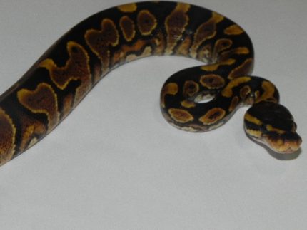 Yellow Belly Ball Pythons for sale