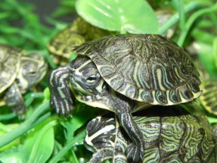 Yellowbelly Slider for sale