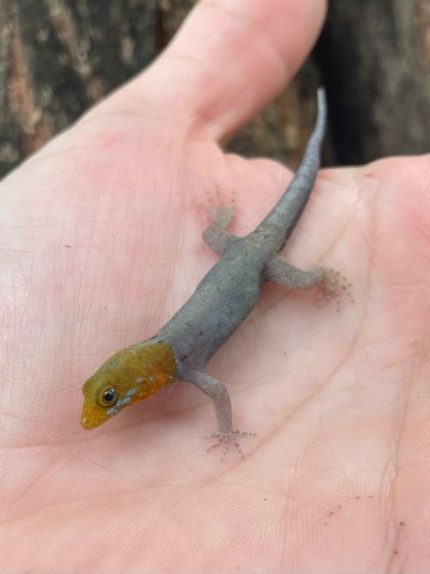 Yellow Head Gecko (Gonatodes albogularis fuscus)