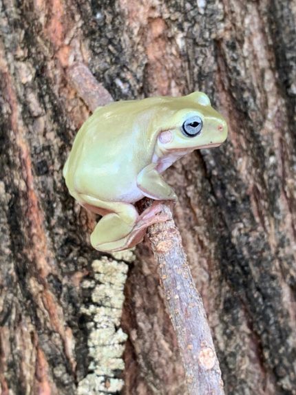 Unusual Blue Eye Whites Tree Frog (Blue Eye Dumpy) for sale