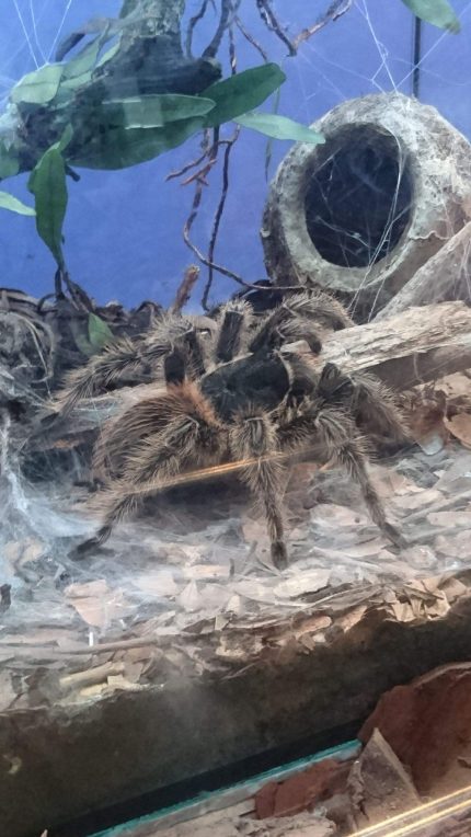 Best Goliath Bird Eater tarantula for sale(Theraphosa blondi)